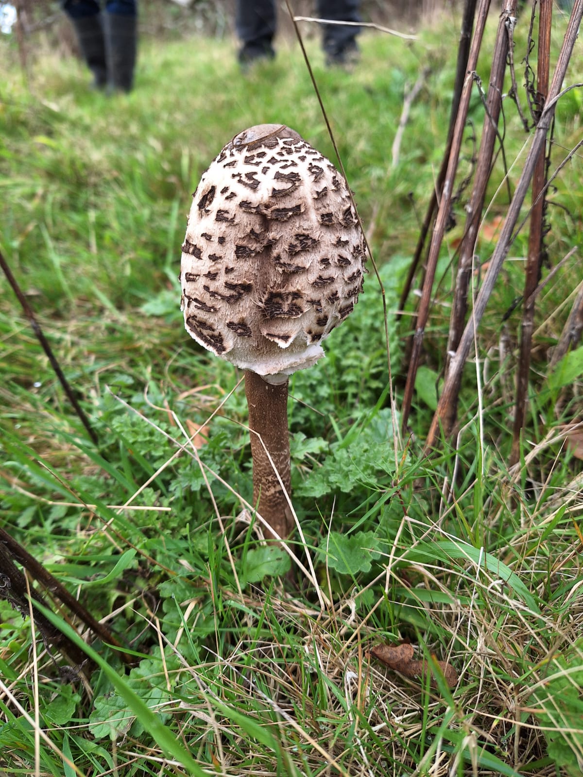 Fungi Foraging with Andy Knott Sat 22nd Nov 2025