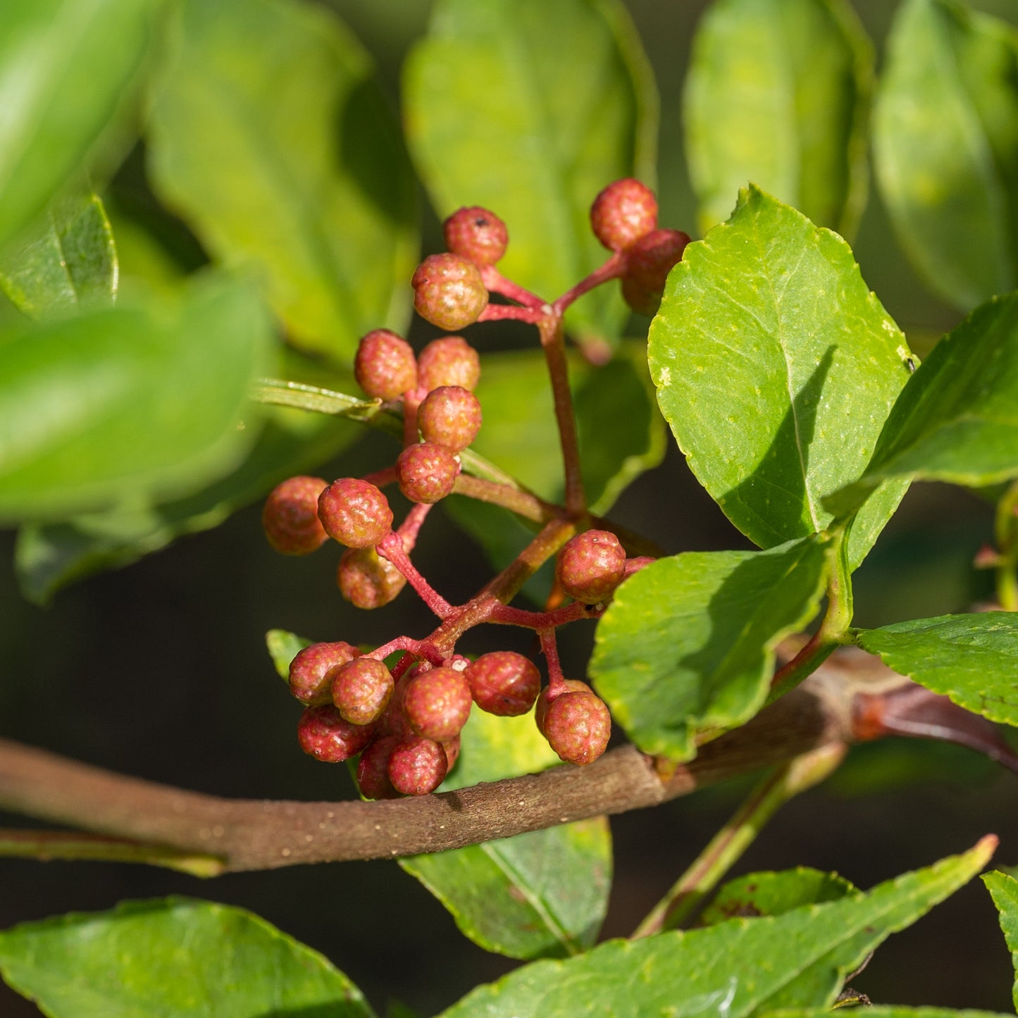 Zanthoxylum simulans (Sichuan Pepper)