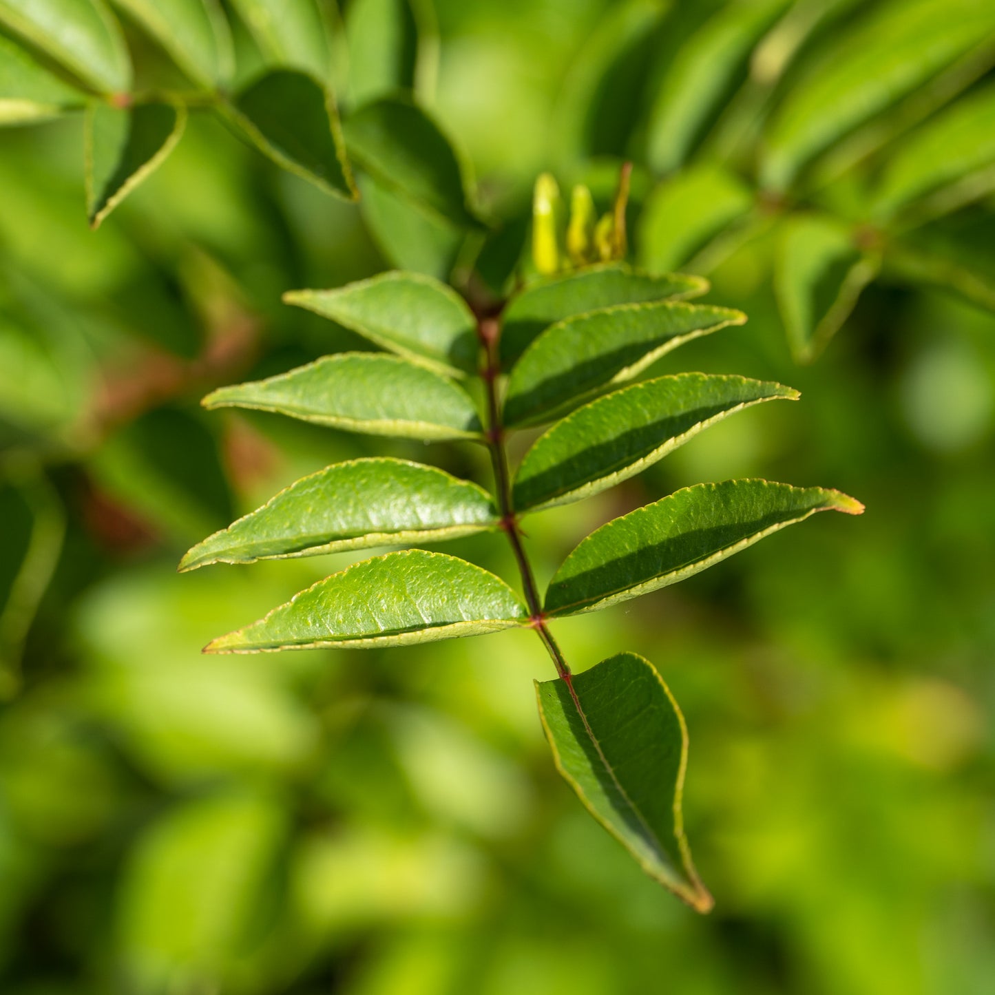Zanthoxylum simulans (Sichuan Pepper)