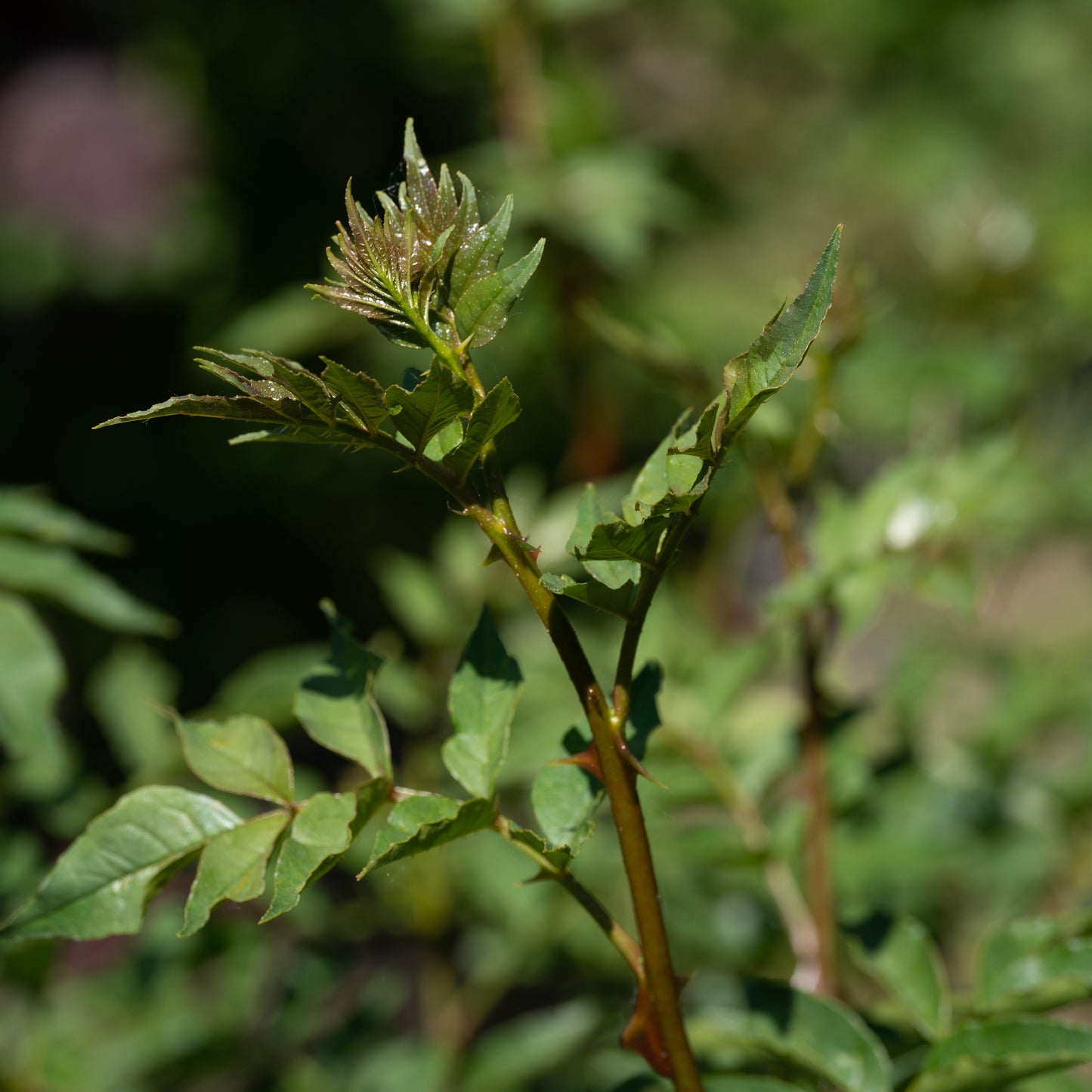 Zanthoxylum simulans (Sichuan Pepper)
