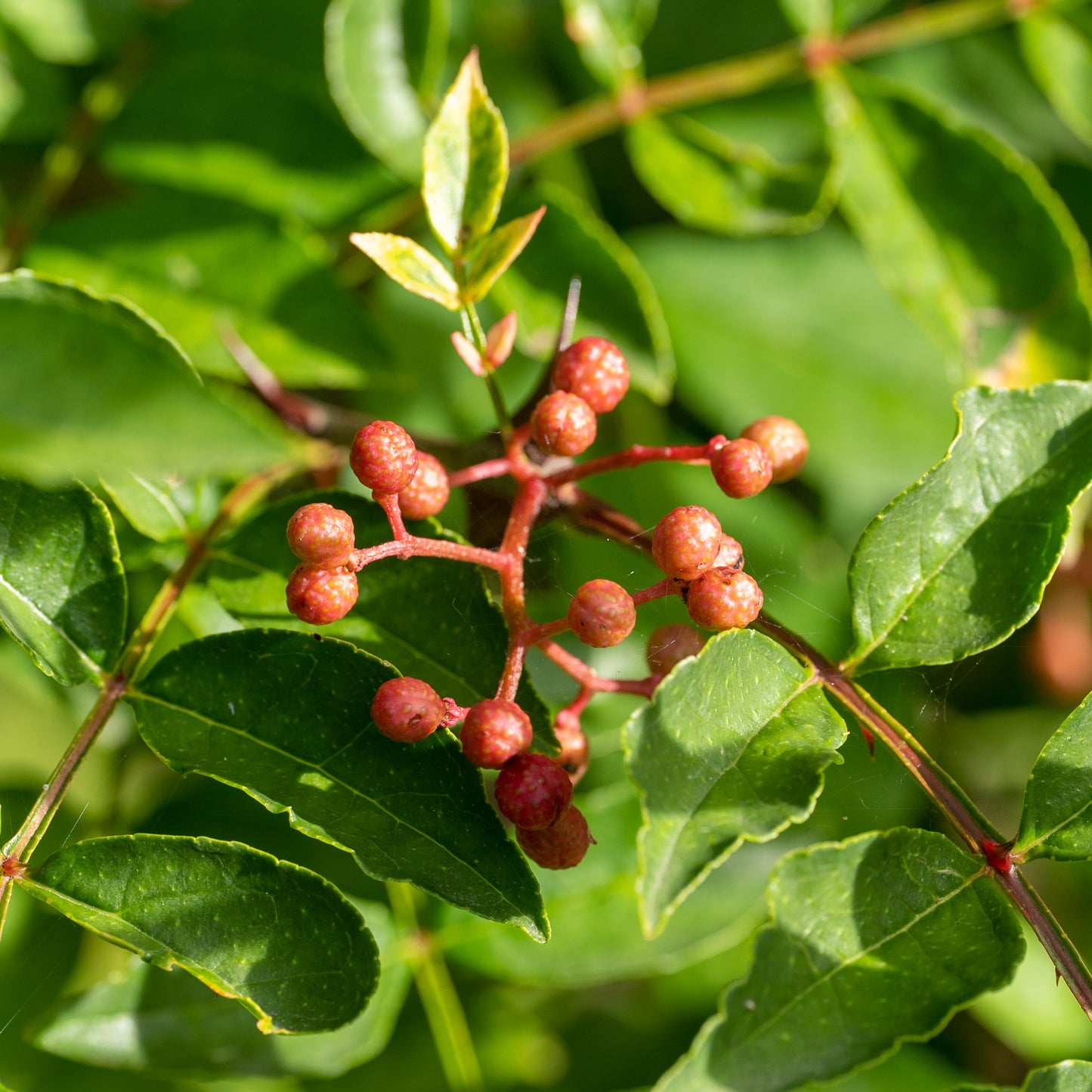Zanthoxylum simulans (Sichuan Pepper)