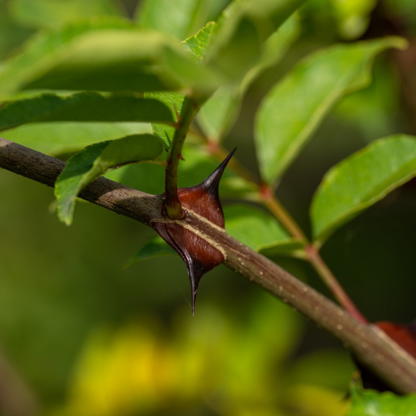 Zanthoxylum simulans (Sichuan Pepper)