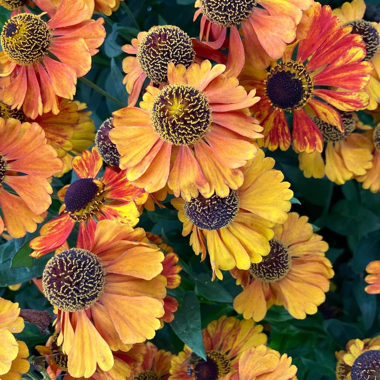 Helenium 'Sahin's Early Flowerer'