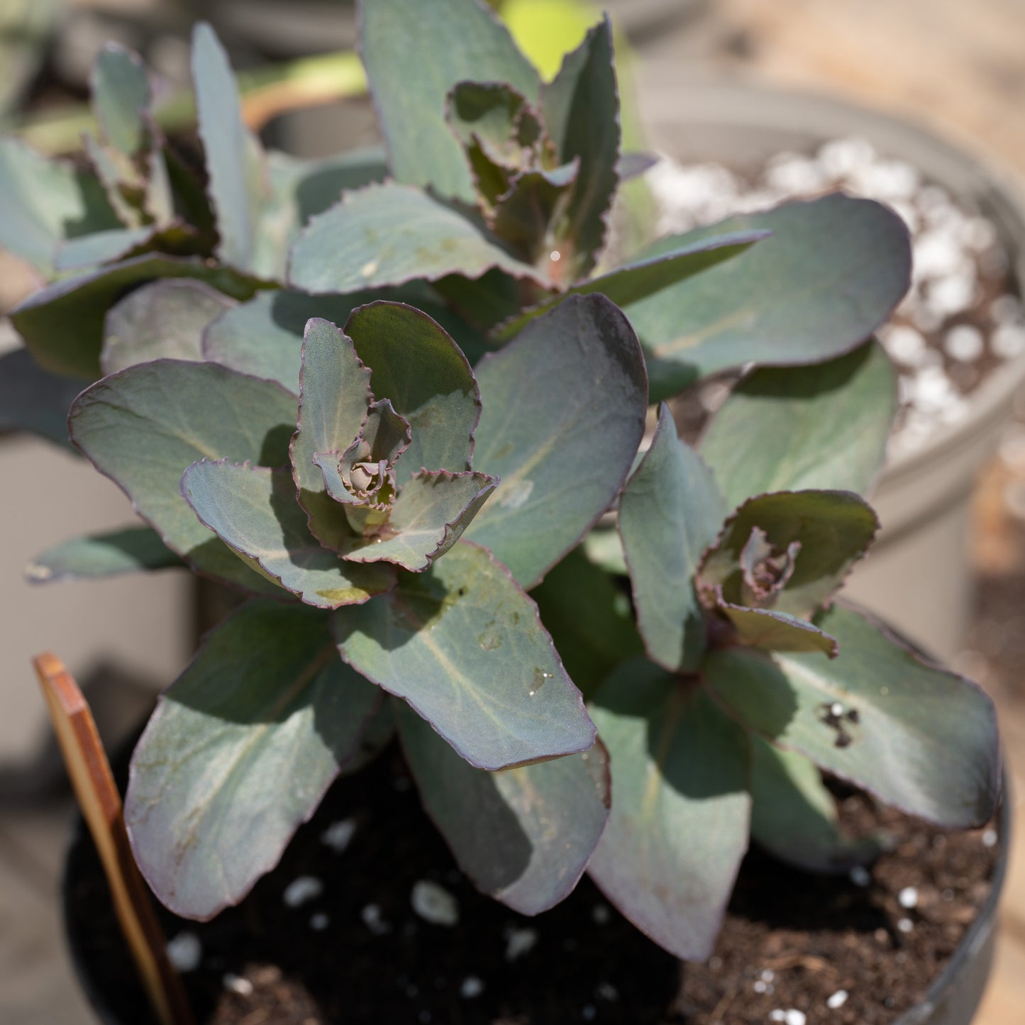 Hylotelephium 'José Aubergine'