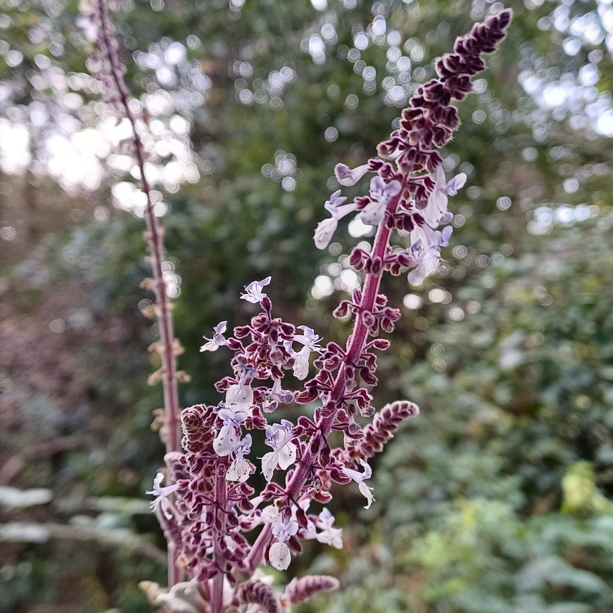Plectranthus argentatus