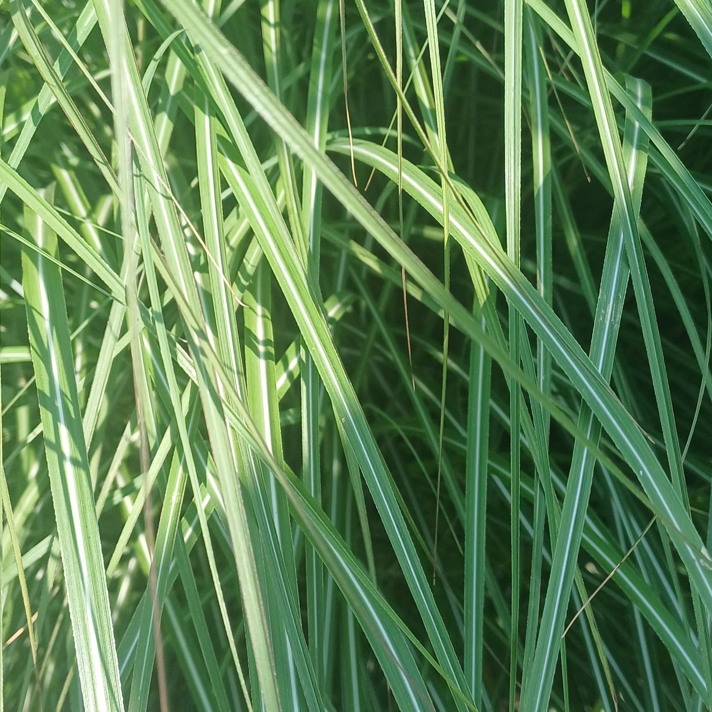 Miscanthus adagio