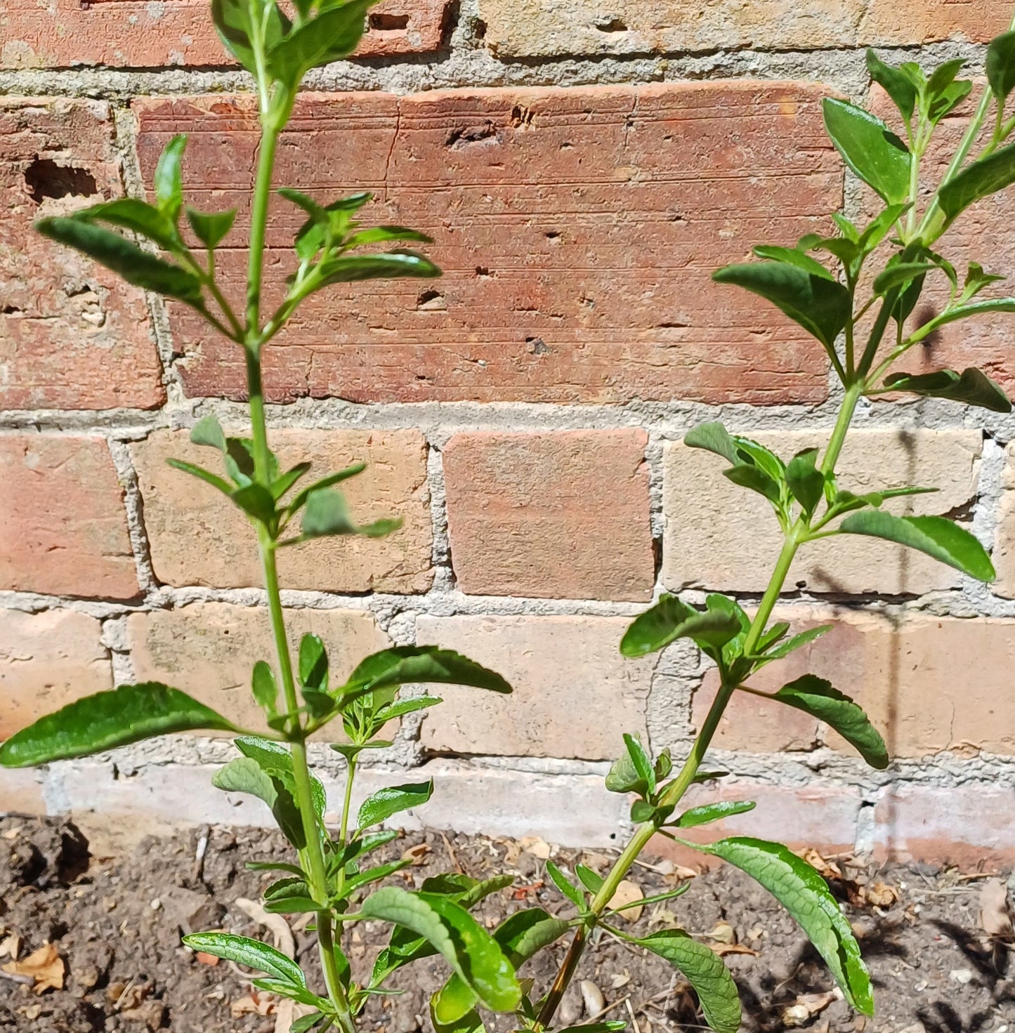 Salvia 'Belle de Loire'
