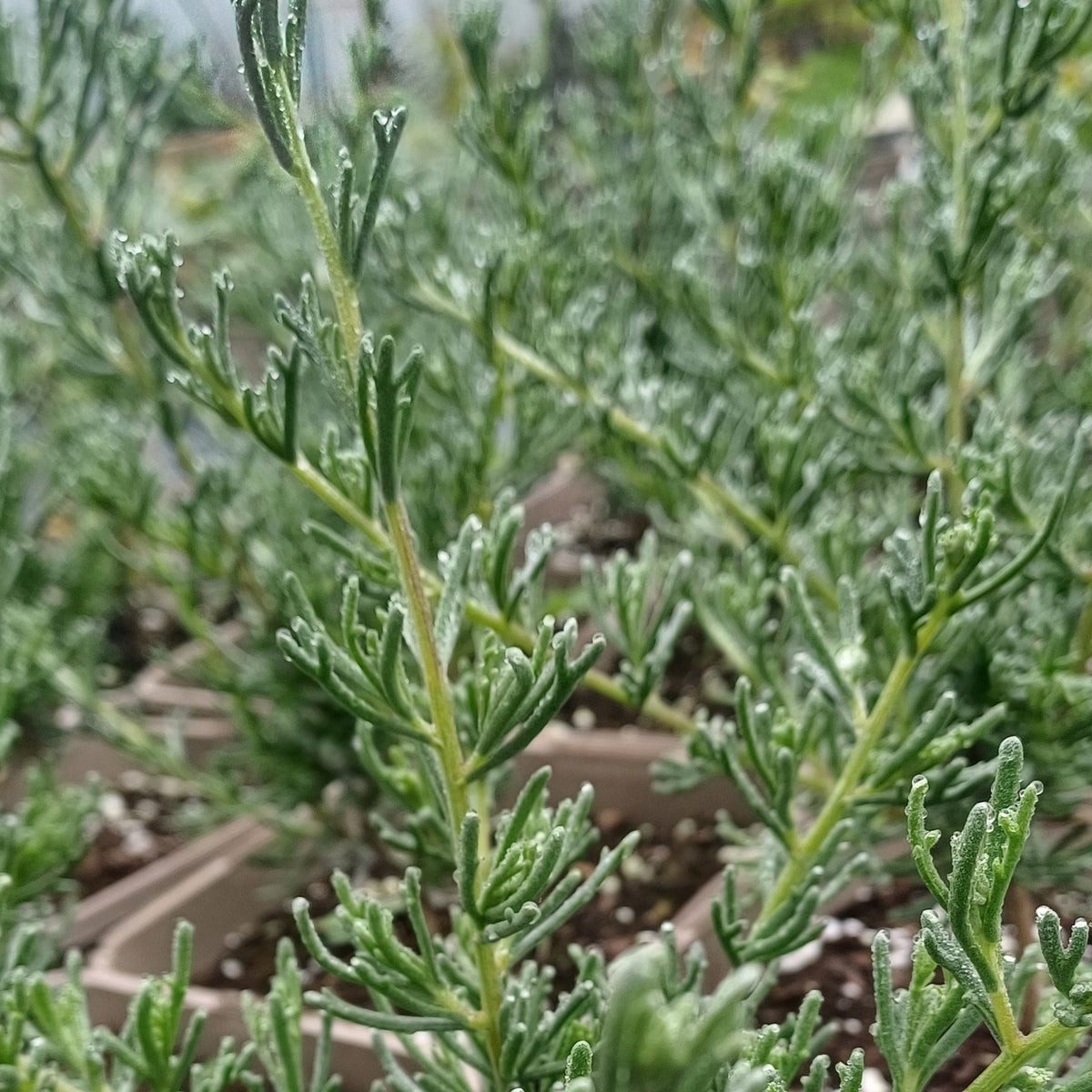 African Wild Rosemary 'Eriocephalus africanus'
