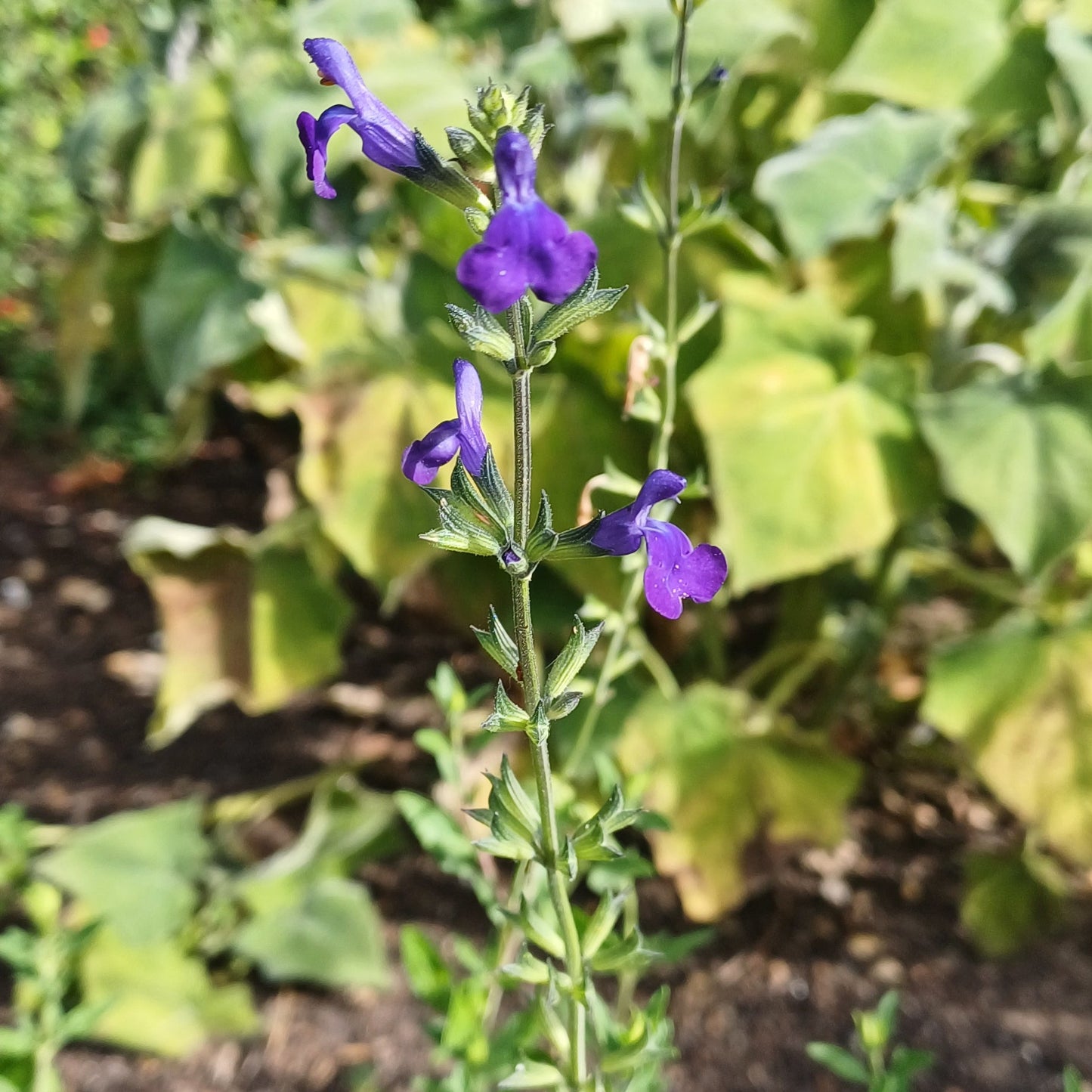 Salvia 'Blue Monrovia'