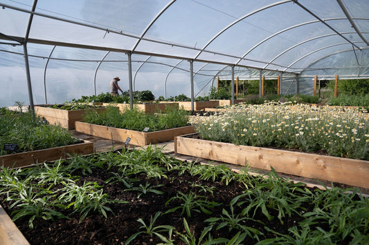 Purbeck’s Best-Kept Secret: The Sustainable Plant Nursery Behind Careys Secret Garden