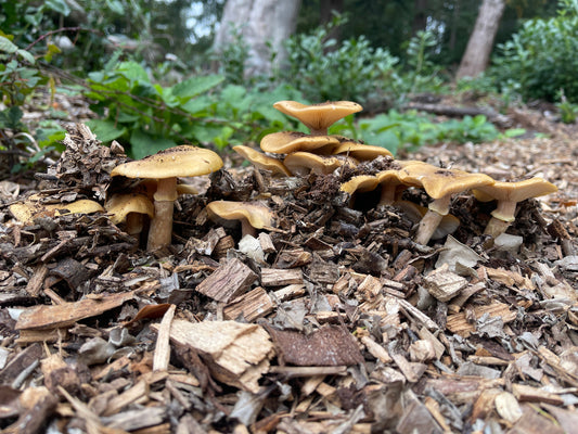 There's not mushroom in here... well there is now!