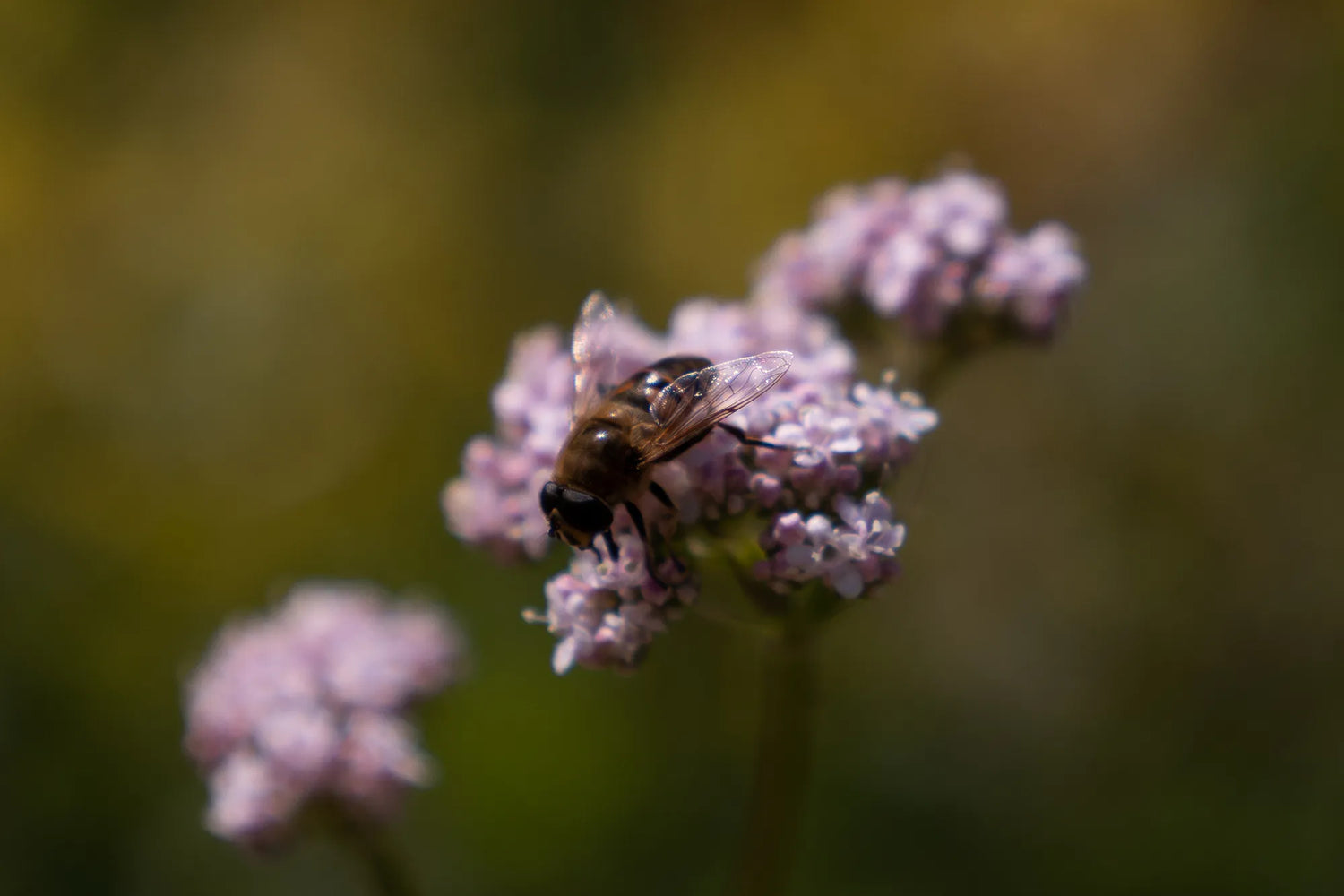 Bees and Honey