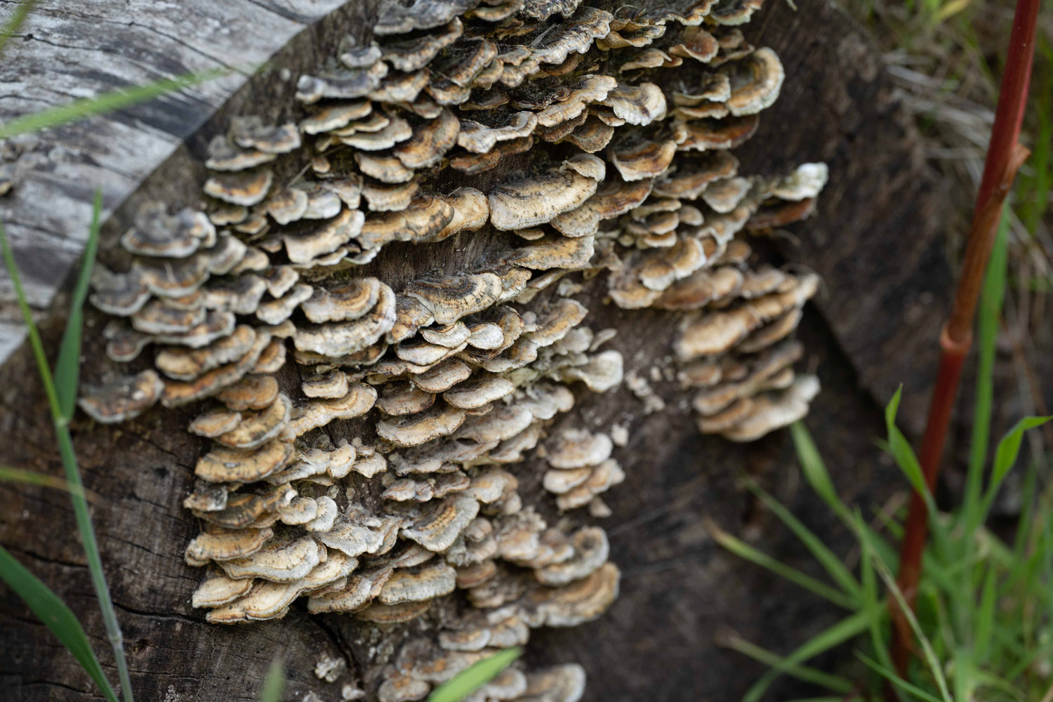 Fantastic Fungi