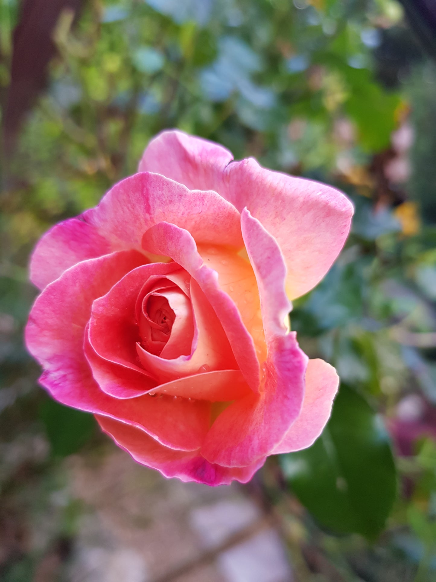 Meeting The Garden: Rose Herbalism Workshop Saturday 29th August