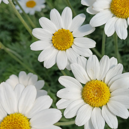 Anthemis punctata ssp. cupaniana - AGM