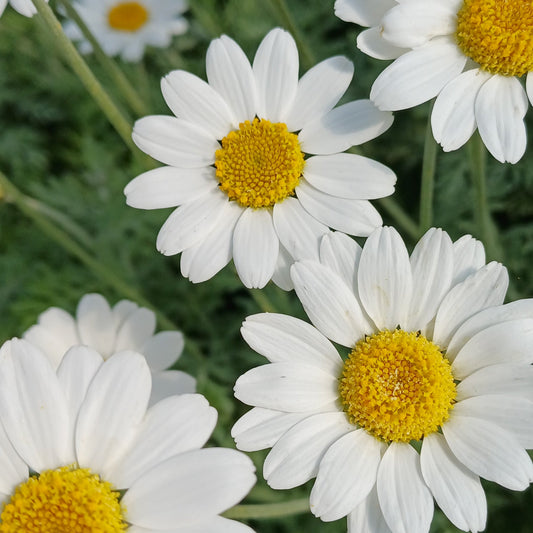 Anthemis punctata ssp. cupaniana - AGM