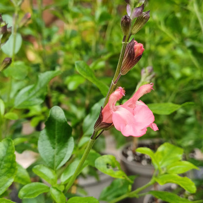 Autumn Plant Sales at Careys Secret Garden JUST £1 Entry Saturday 26th September