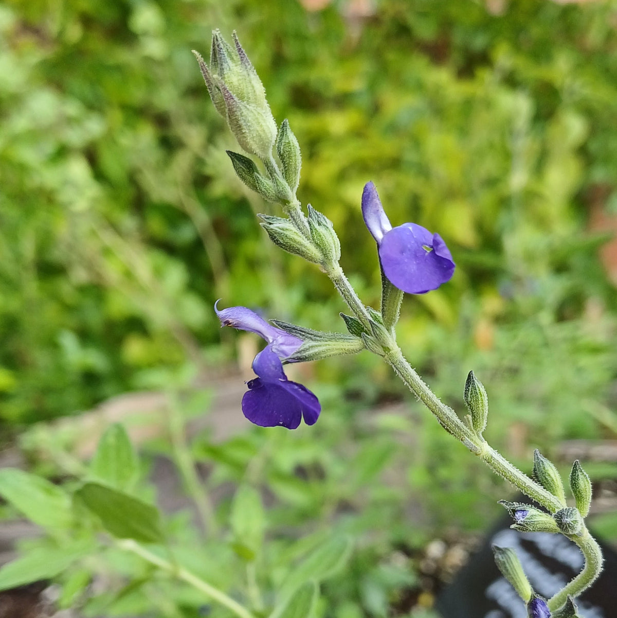 Autumn Plant Sales at Careys Secret Garden JUST £1 Entry Saturday 26th September
