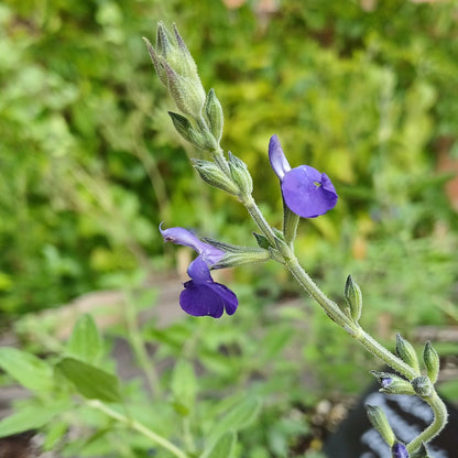 Autumn Plant Sales at Careys Secret Garden JUST £1 Entry Saturday 26th September