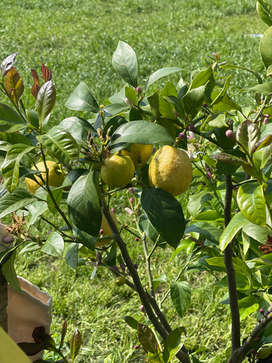 Lemon Mayer