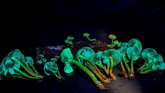 UV Fungi Night Walk Halloween Special 31st Oct 2026