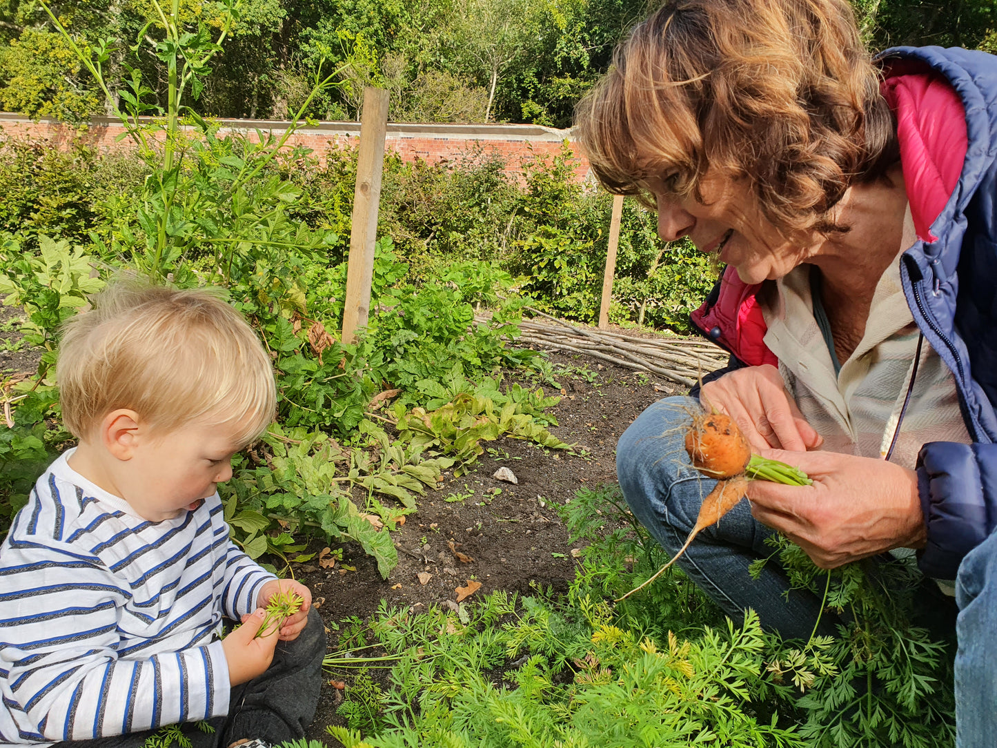 Toddler and adult exploring carrots in the vegetable patch at Carey’s Secret Garden, enjoying a hands-on, nature-filled experience in the lush, sustainable garden.
