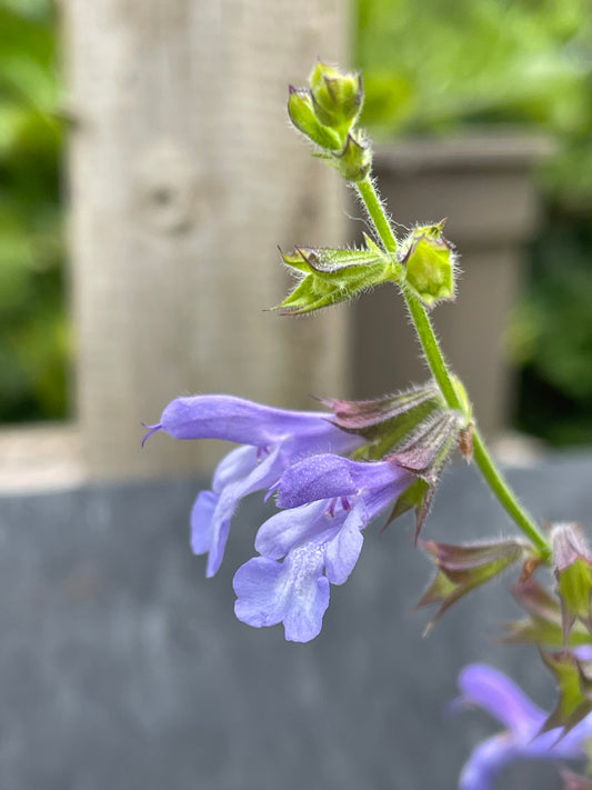 Salvia 'African Skies'