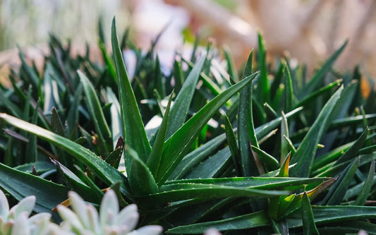 Aloe Black Gem