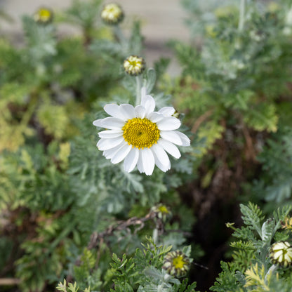 Anthemis punctata ssp. cupaniana - AGM