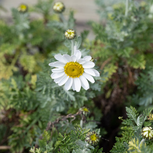 Anthemis punctata ssp. cupaniana - AGM