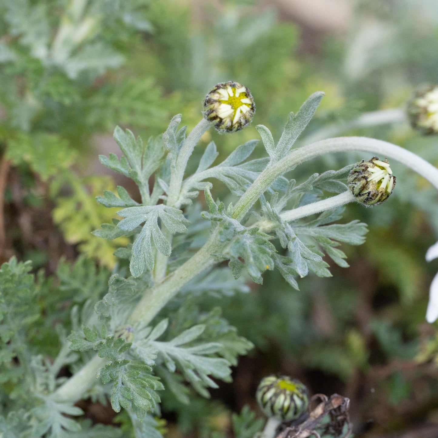 Anthemis punctata ssp. cupaniana - AGM