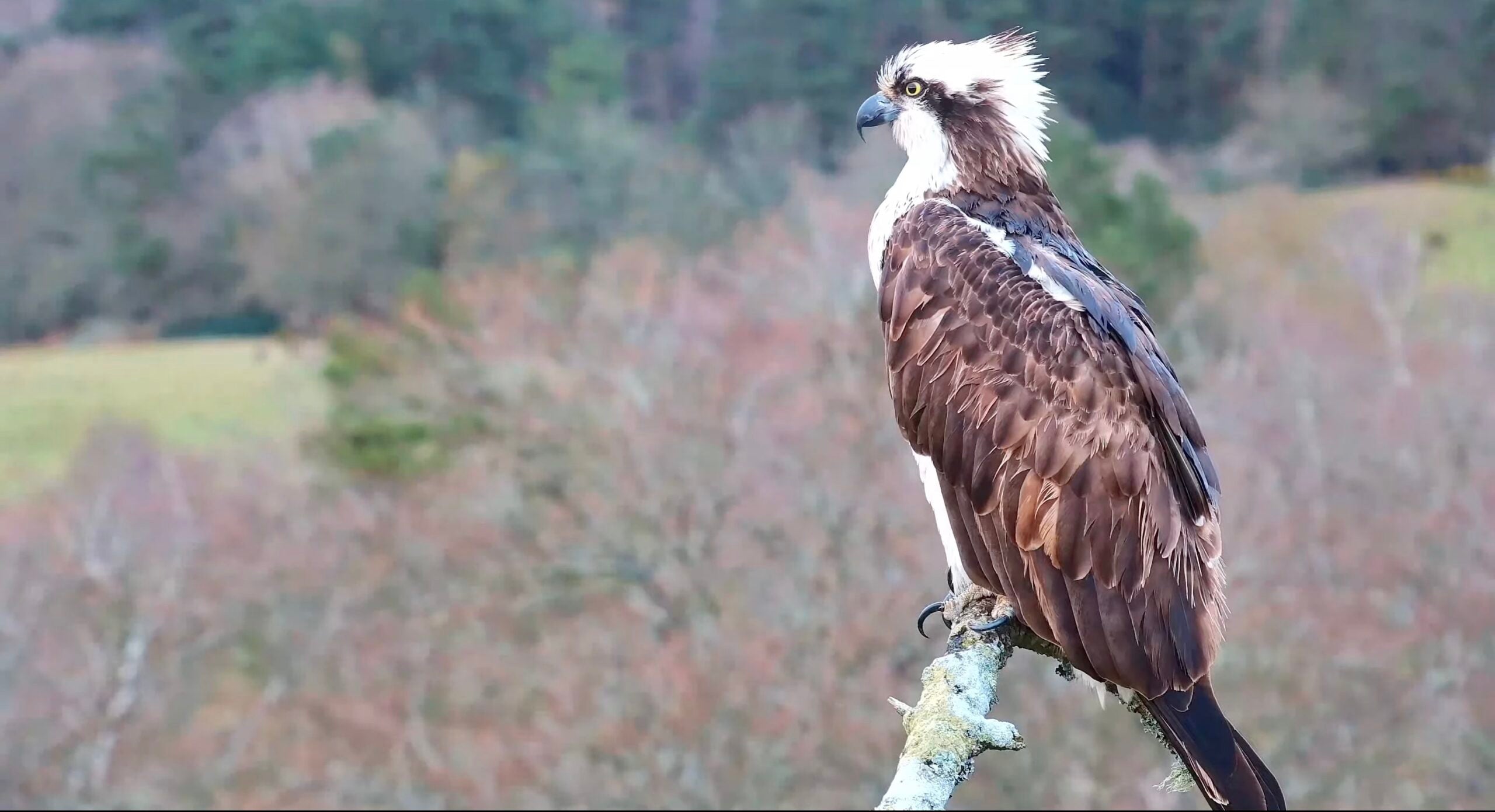 Osprey CJ7 sits on a branch of the nest at Careys looking across the estate