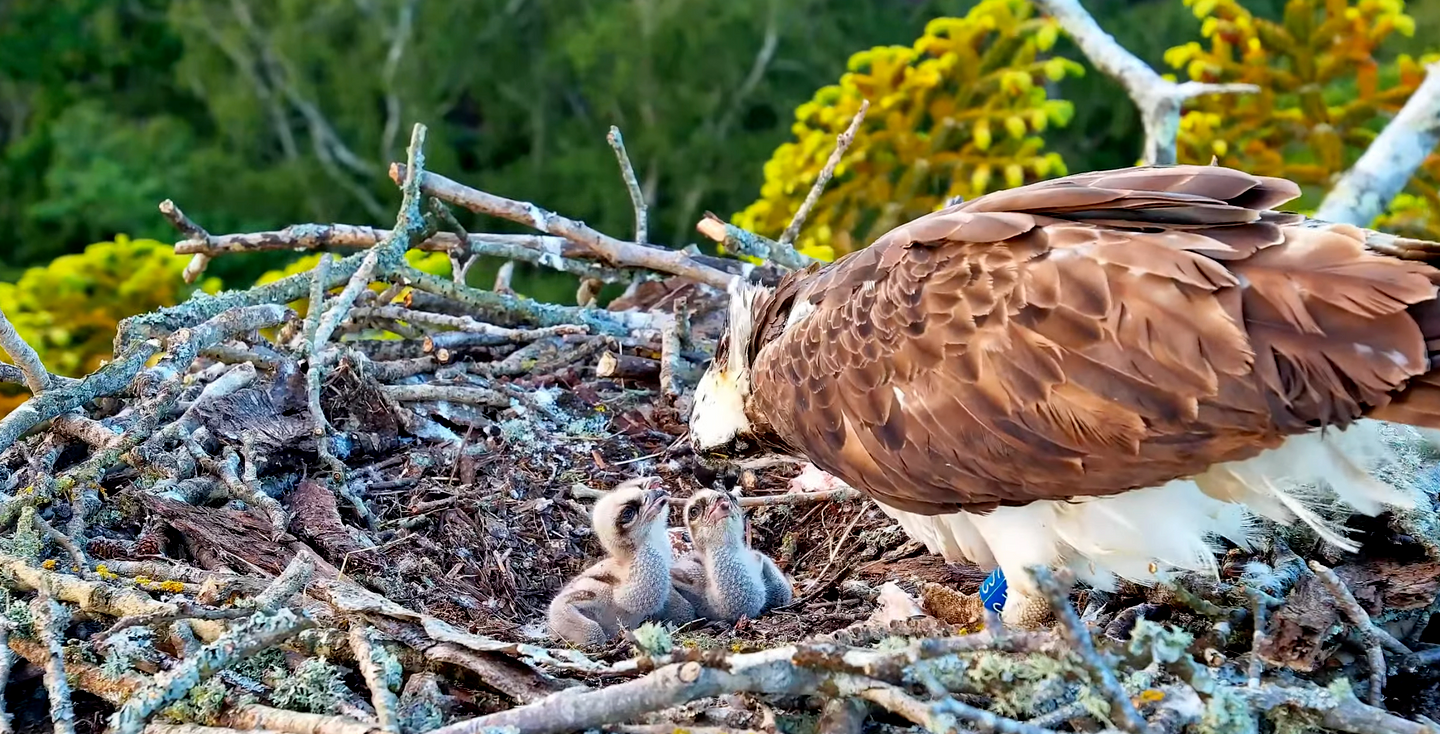 Female osprey CJ7 feeding her chicks on the nest at Carey’s, showcasing the nurturing care and successful breeding efforts as part of the osprey reintroduction program.