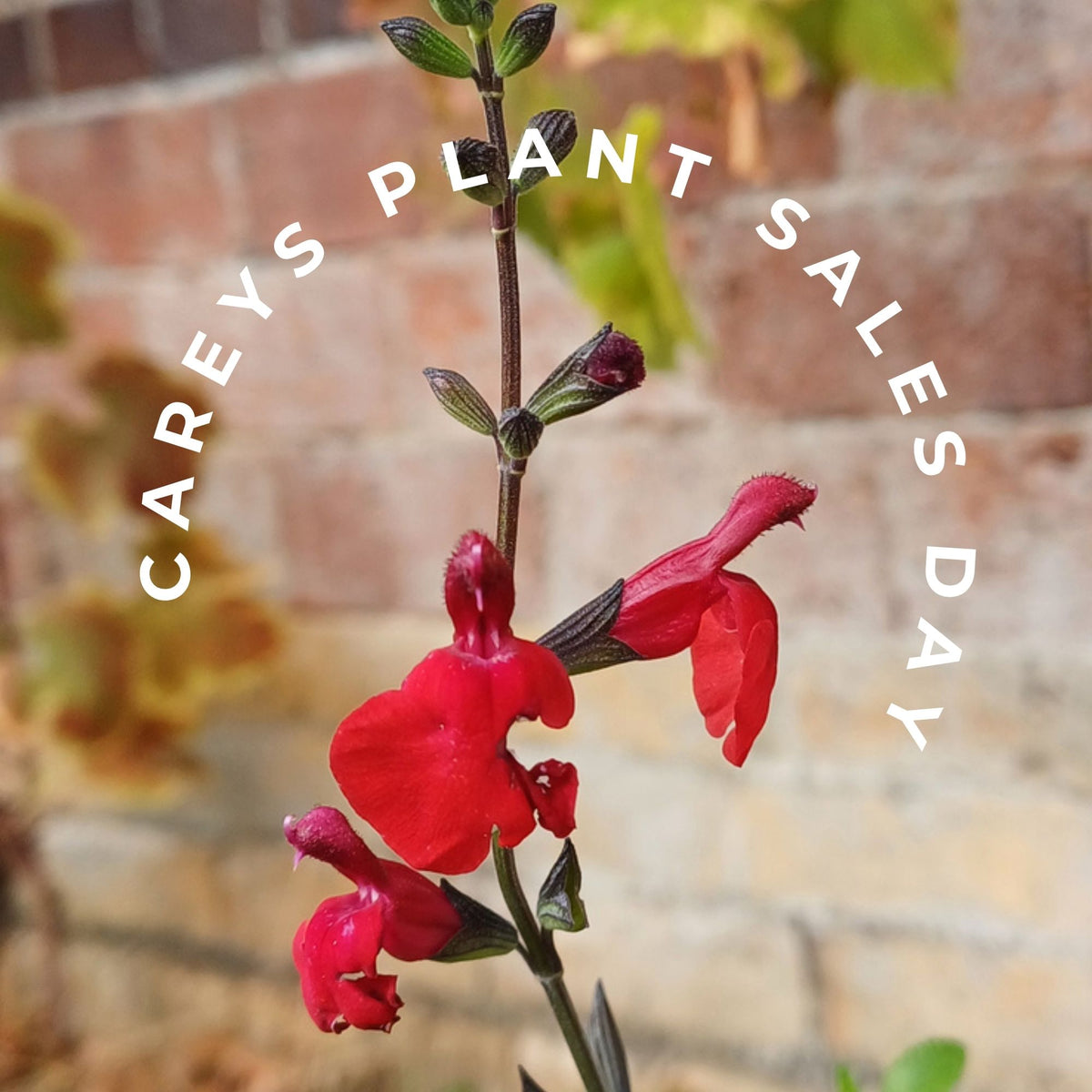 Careys plant sales day red salvia