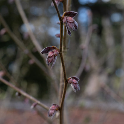 Corylus maxima ‘Red Filbert’