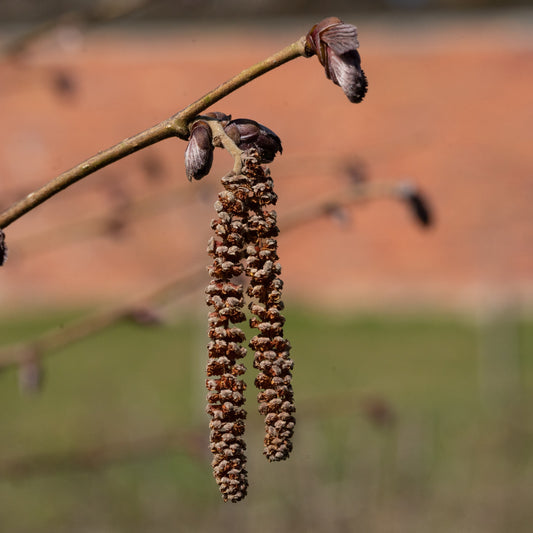 Corylus maxima ‘Red Filbert’