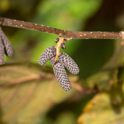 Corylus maxima ‘Red Filbert’