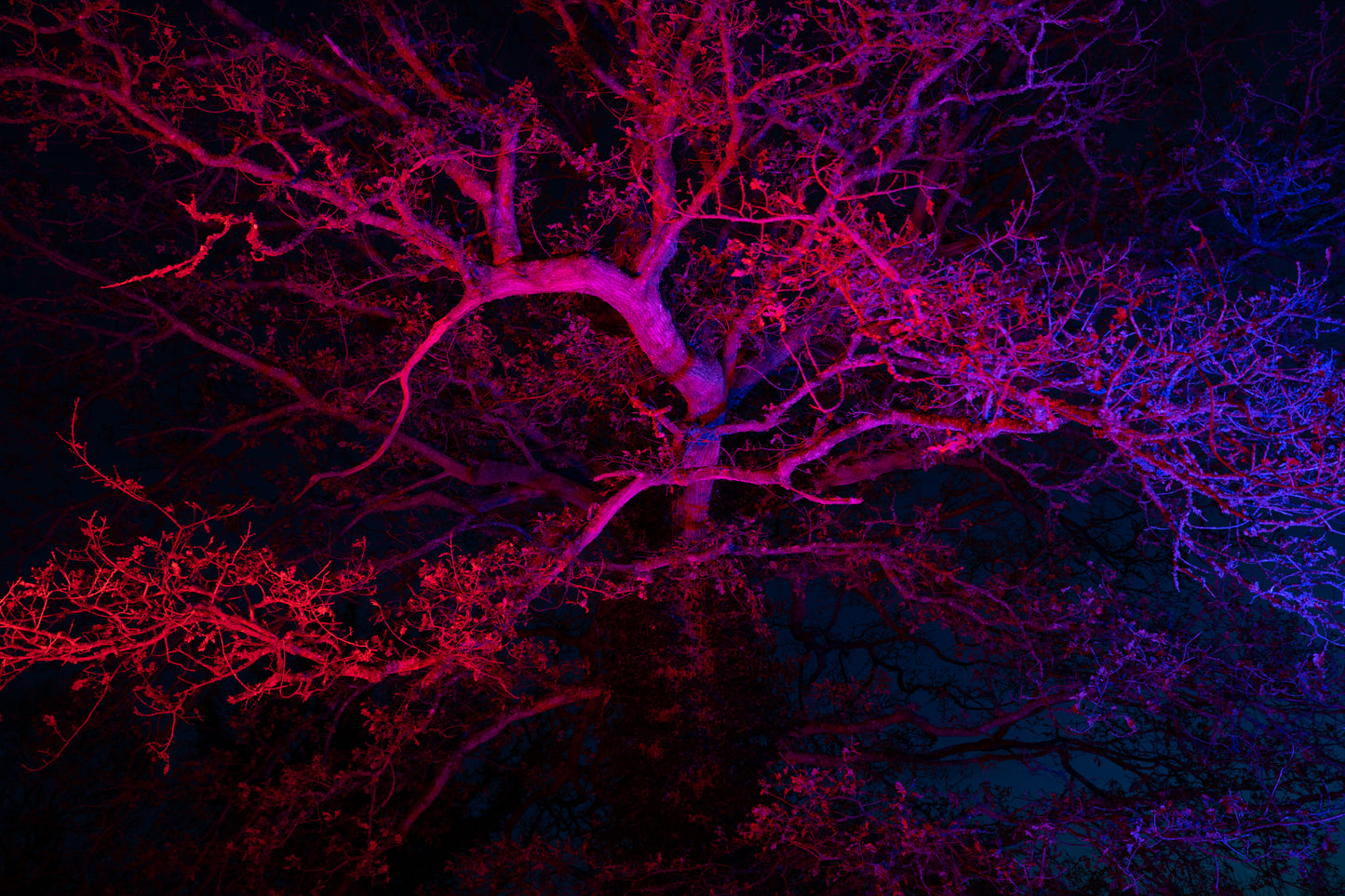 Enchanted Gardens Light Trail Winter 2025