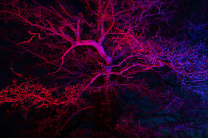 Enchanted Gardens Light Trail Winter 2025