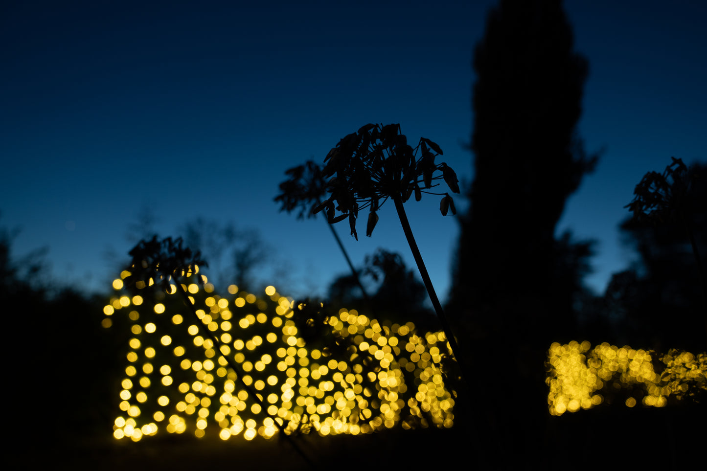 Enchanted Gardens Light Trail Winter 2025