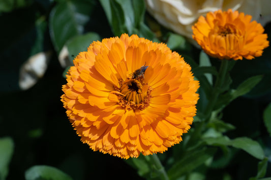 Planting for Pollinators Family Friendly Workshop Fri 27th March 2026