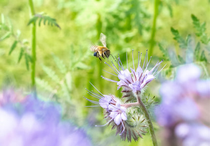 Garden Photography Workshop Saturday 22nd August