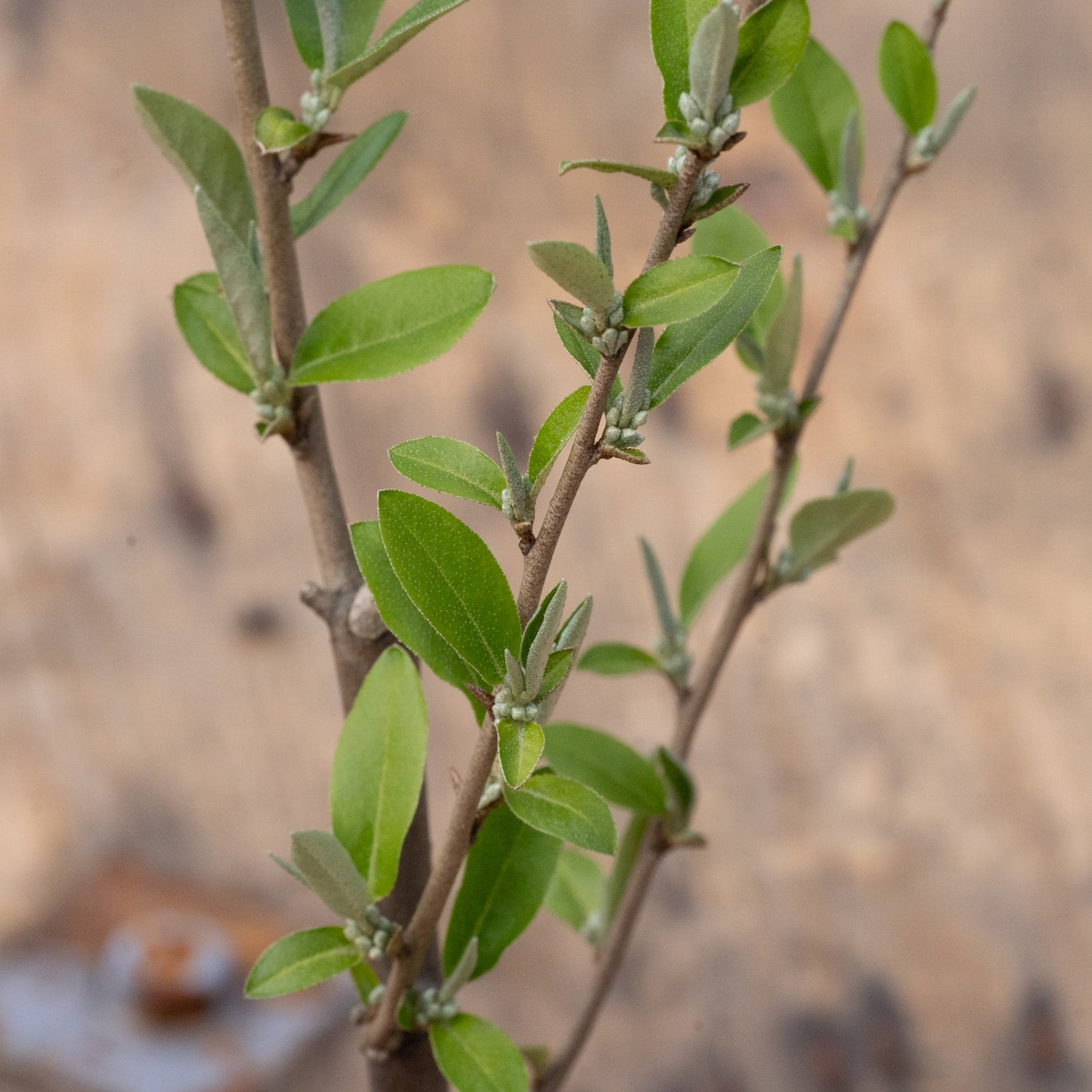 Elaeagnus umbellata ‘Amber’