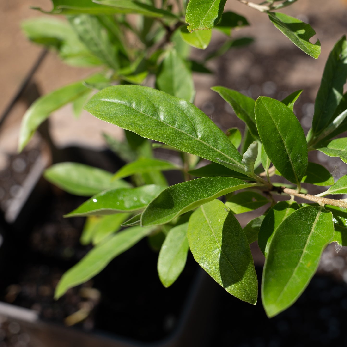 Elaeagnus umbellata ‘Ruby’