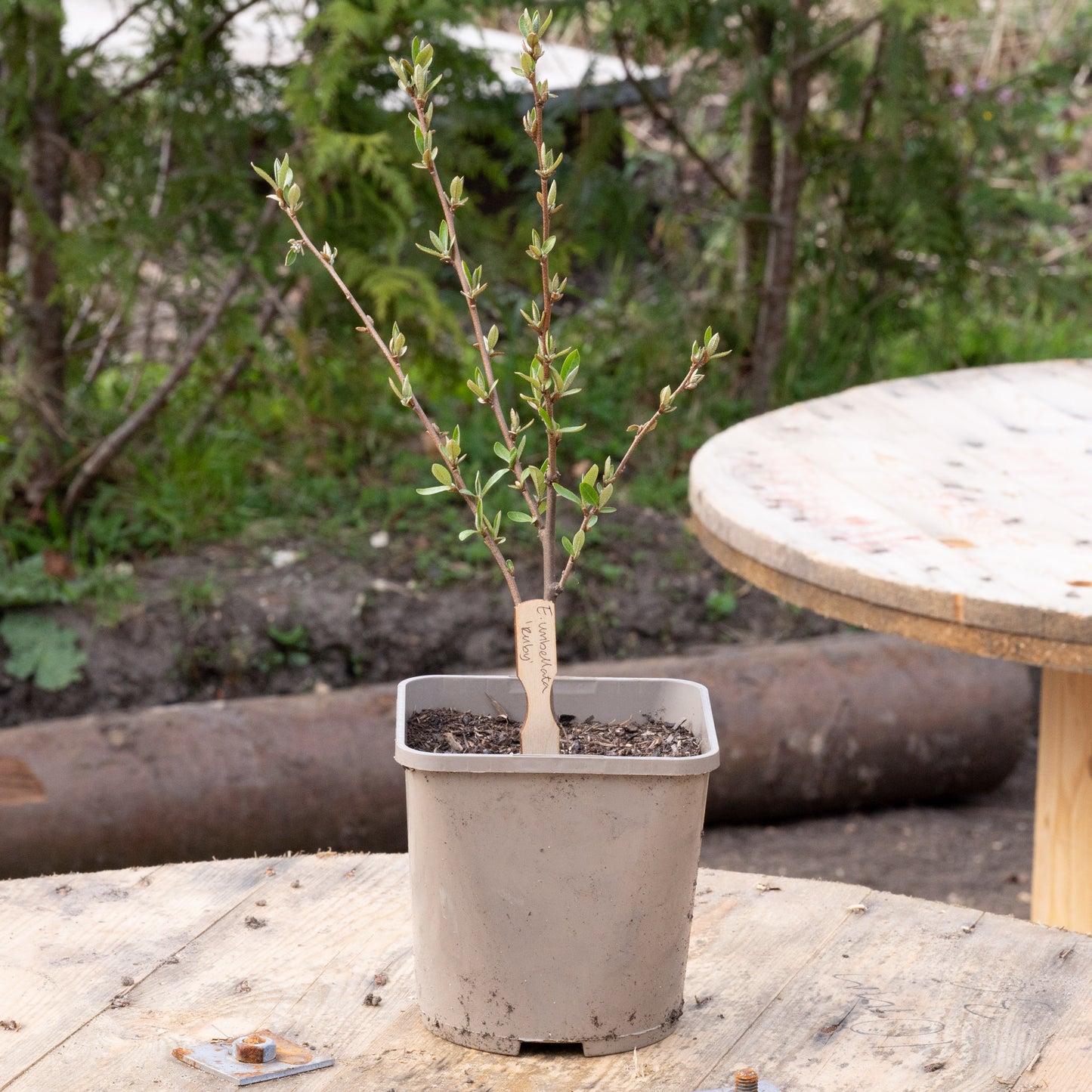 Elaeagnus umbellata ‘Ruby’