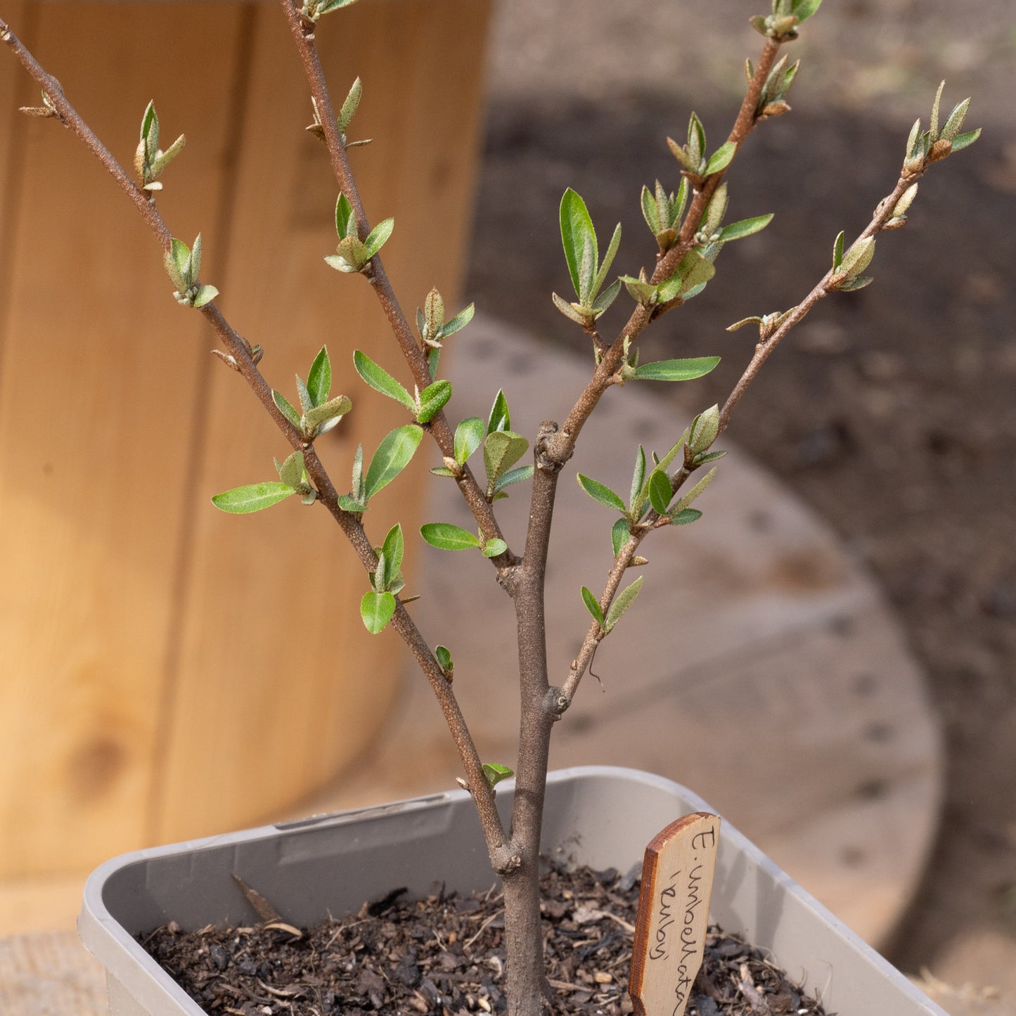 Elaeagnus umbellata ‘Ruby’