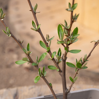 Elaeagnus umbellata ‘Ruby’
