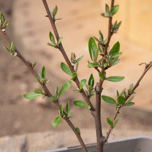 Elaeagnus umbellata ‘Ruby’