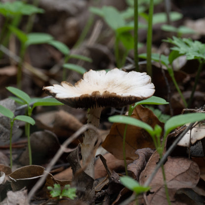 Secret Fungi Festival 2026