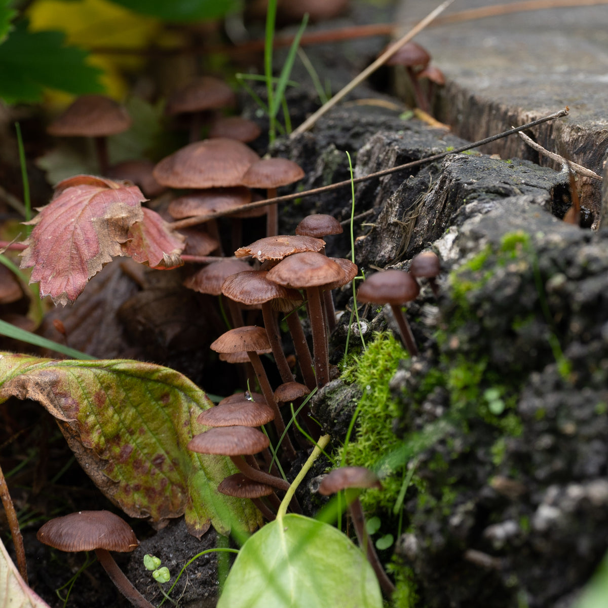 Secret Fungi Festival 2026